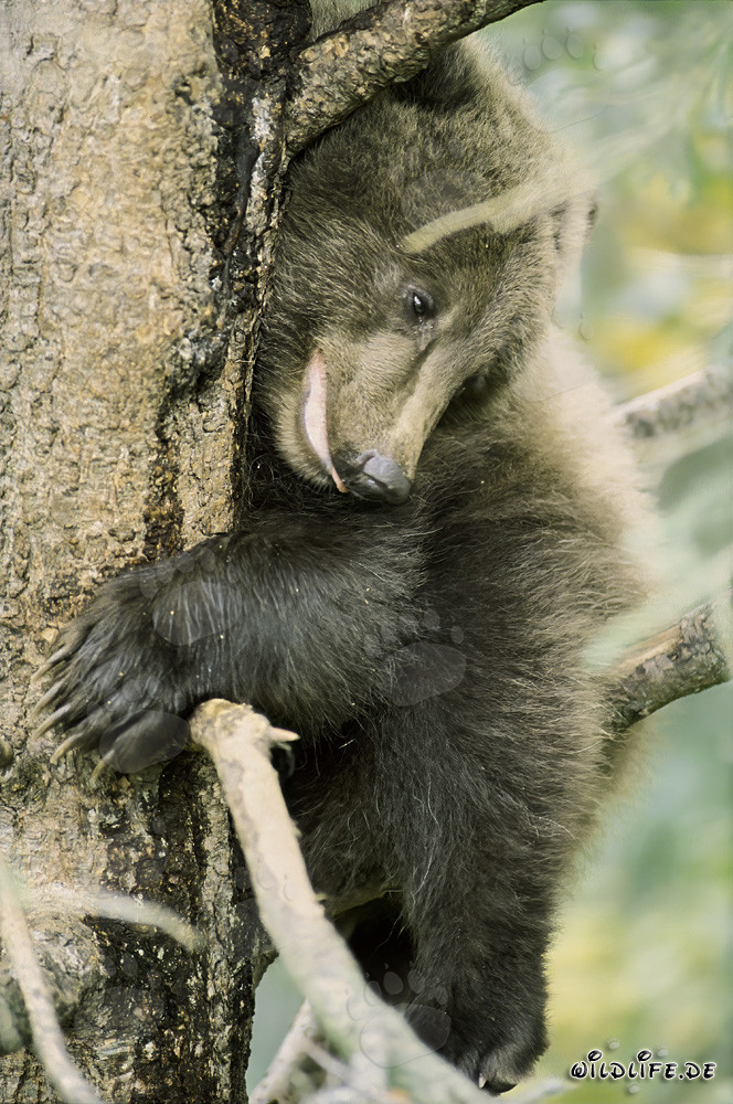 Piccolo orso bruno spaventato sull'albero