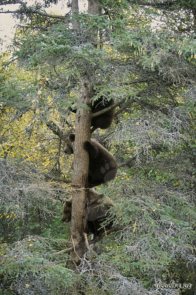 Three little brown bears watching the action at Brooks River