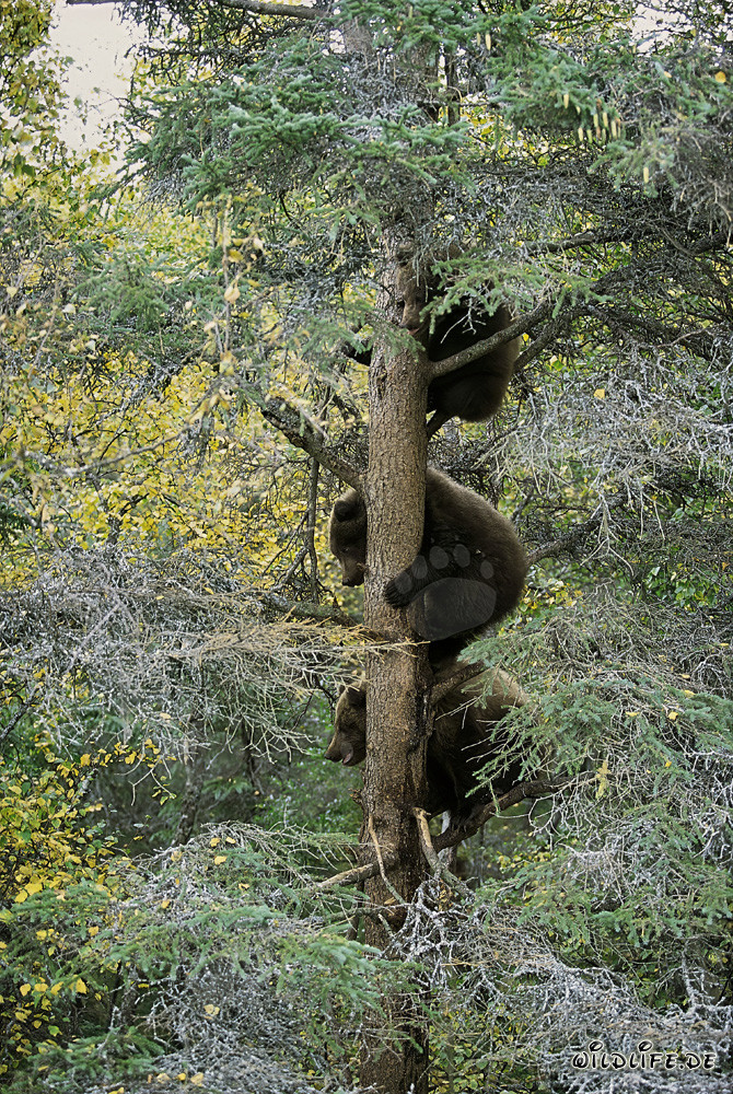 Drei kleine Braunbären beobachten sicher vom Baum aus
