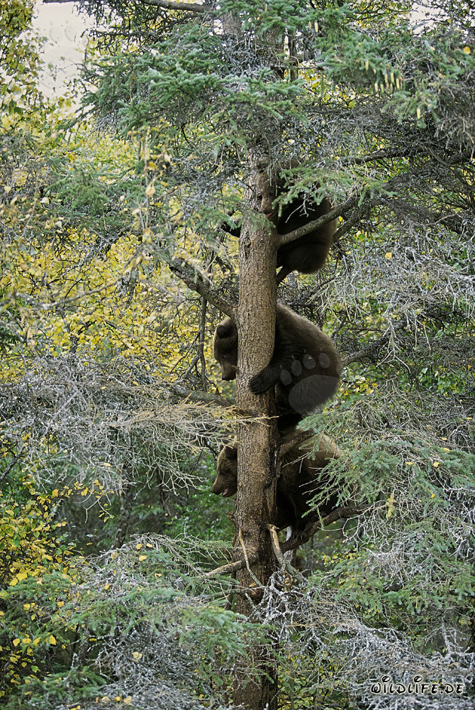 Three little brown bears safely observing from the tree