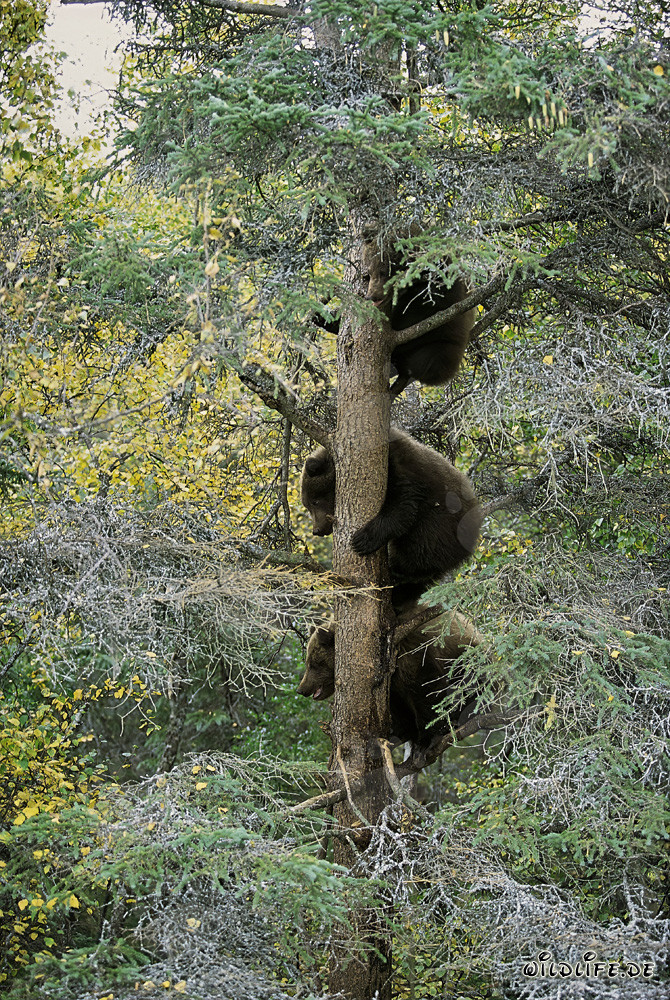 Trois petits ours bruns observent en sécurité depuis l'arbre