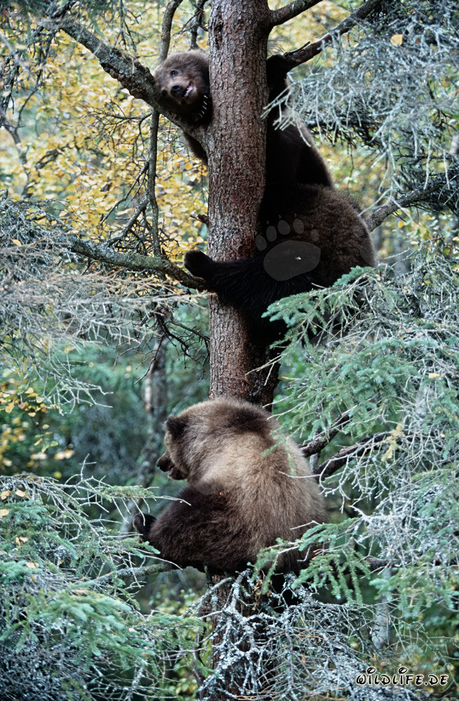 Los tres ositos seguros en el árbol