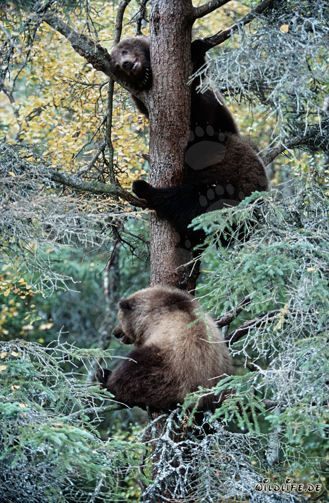 Les trois oursons en sécurité dans l'arbre