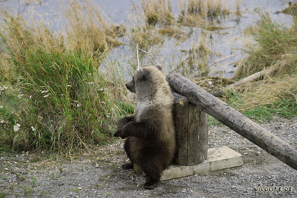 Kleiner Braunbär entspannt sich am Schlagbaum