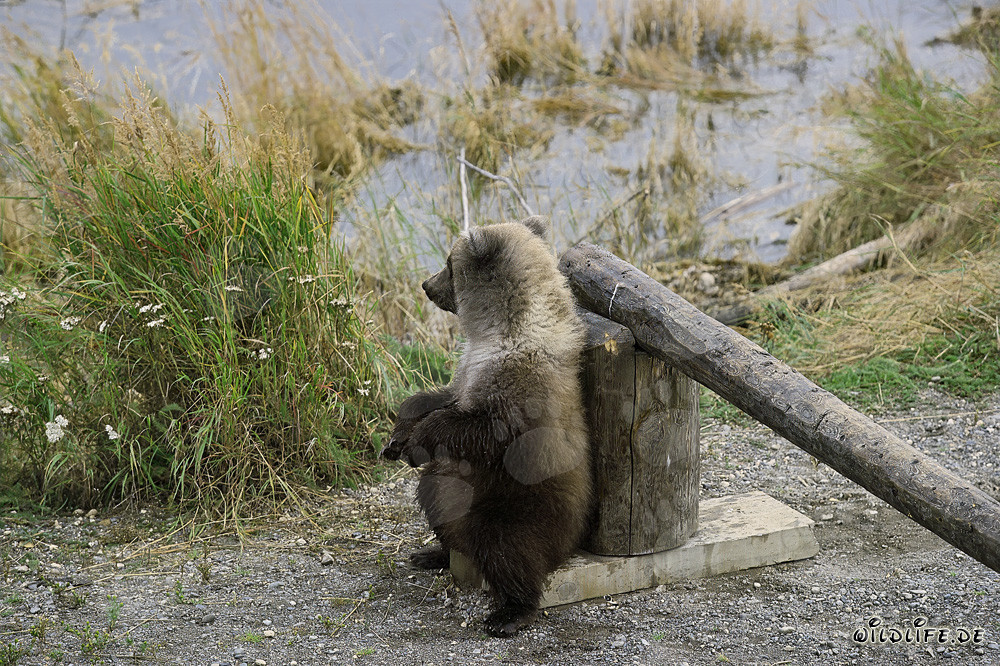 Little brown bear relaxes at the barrier
