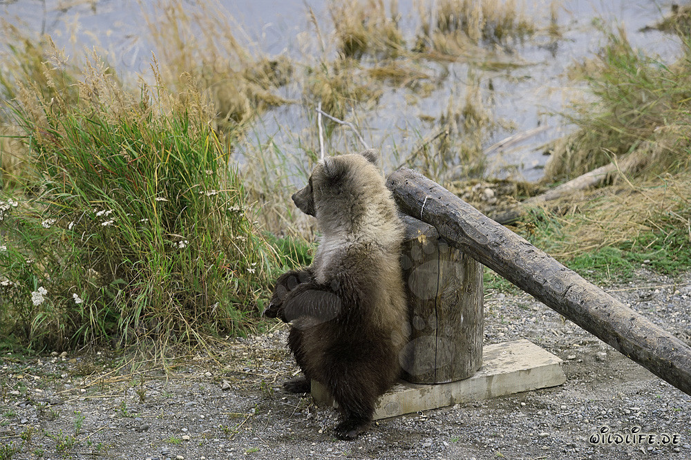 Petit ours brun se détend à la barrière de péage