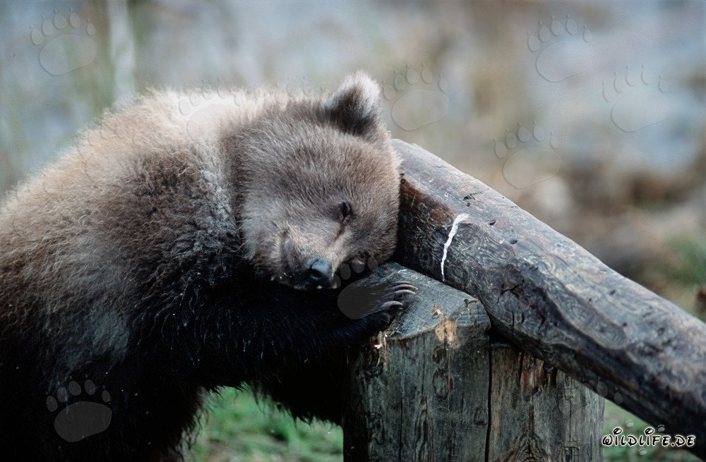 Jeune ours se détend sur la barrière de péage dans la lumière d'automne
