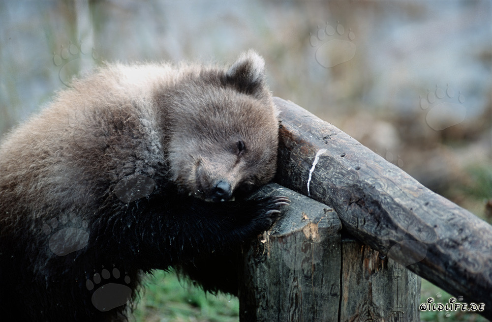 Young bear relaxes on the barrier in autumn light