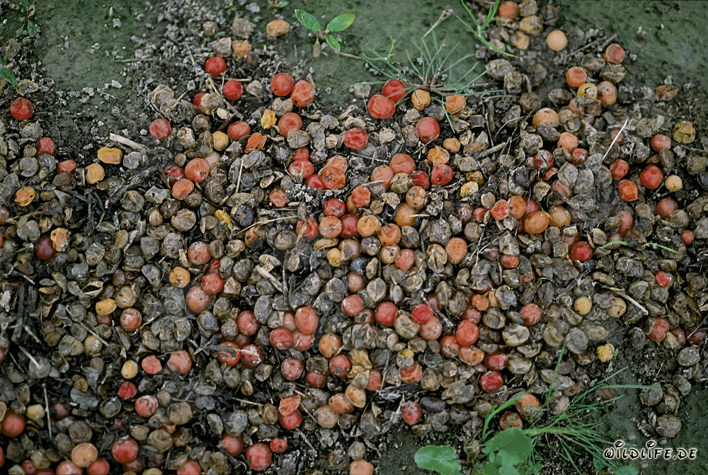 Brown Bear Excrement in the Untouched Katmai National Park in Alaska