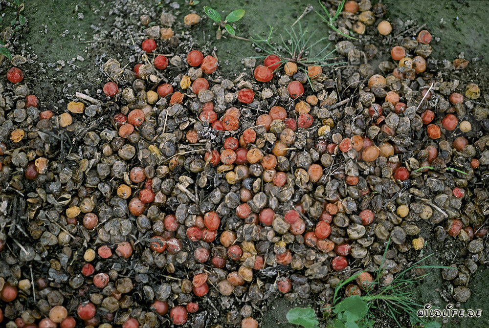 Escrementi di orsi bruni nell'incontaminato Parco Nazionale di Katmai in Alaska
