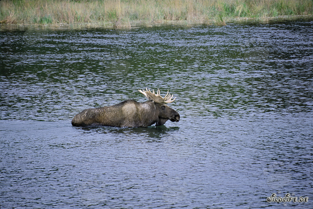 Alce maestoso nell'acqua cristallina del fiume