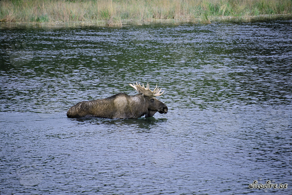 Alce majestuoso en el agua clara del río