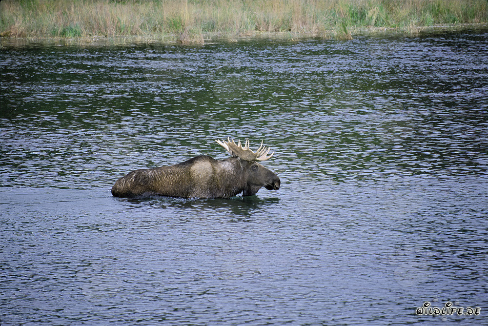 Élan majestueux dans l'eau claire de la rivière