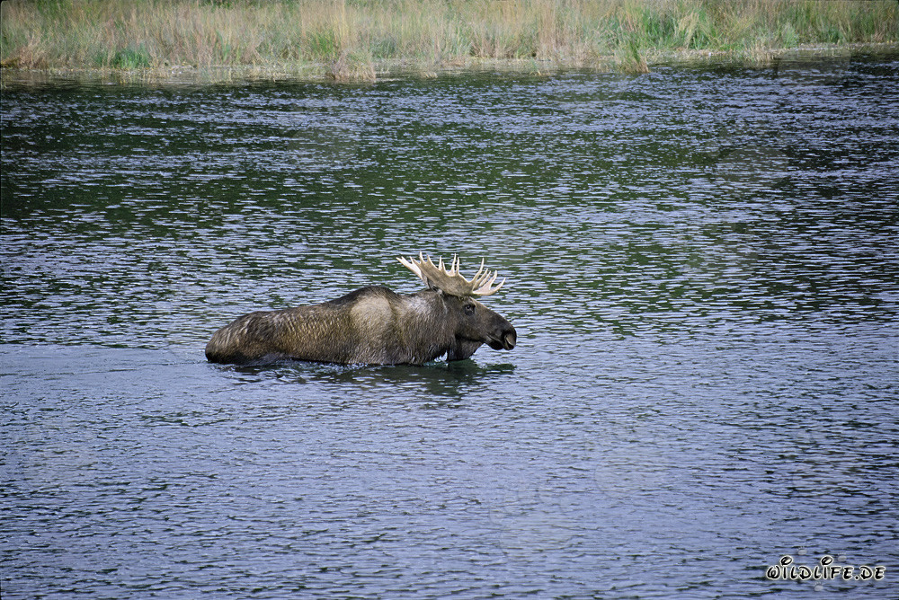 Majestätischer Elch im klaren Flusswasser