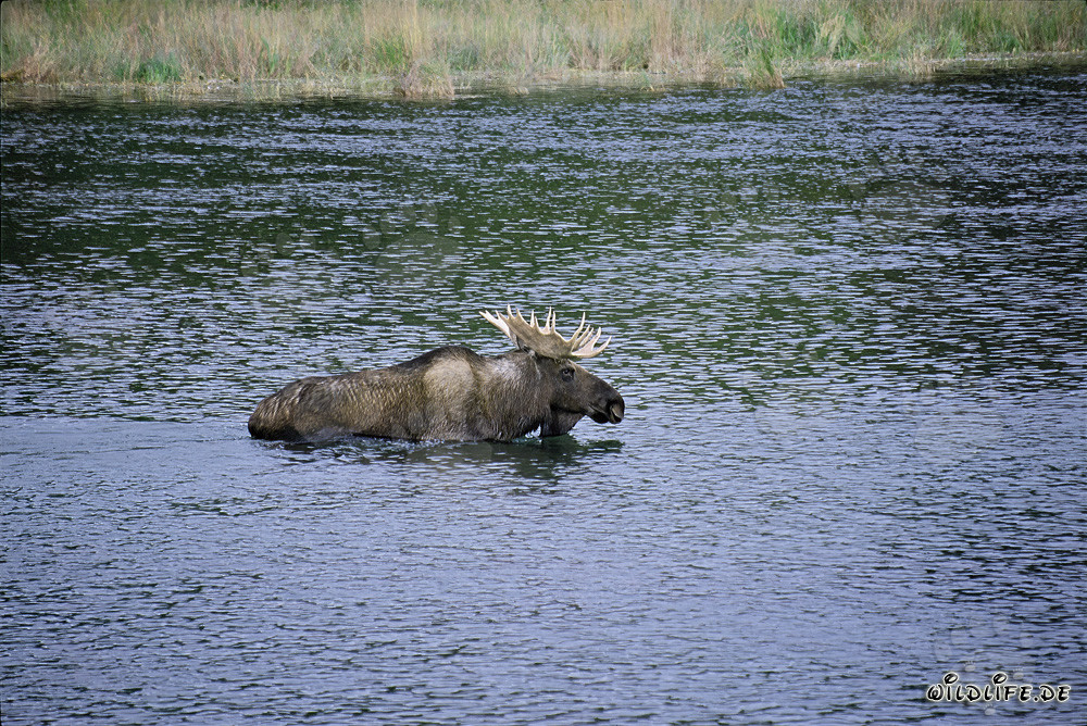 Majestic Moose in the Clear River Water