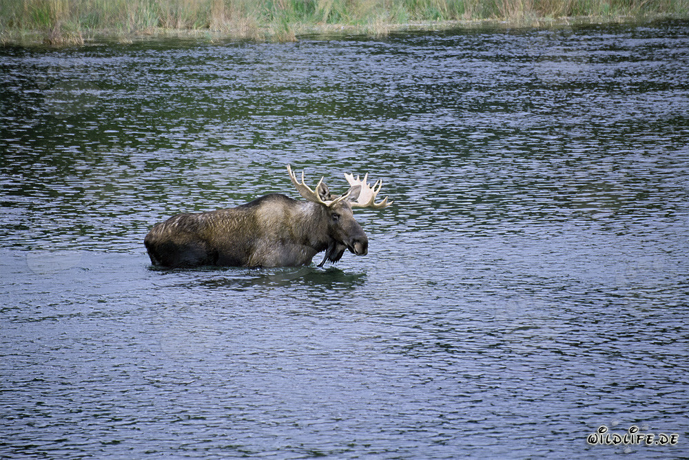 Élan majestueux dans l'eau claire du fleuve