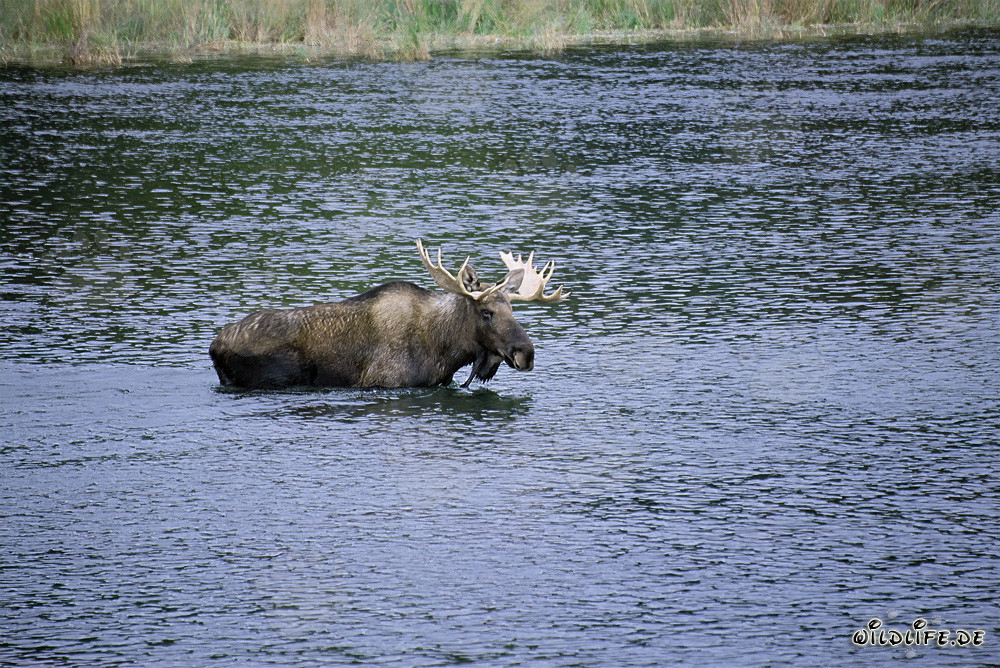 Majestätischer Elch im klaren Flusswasser