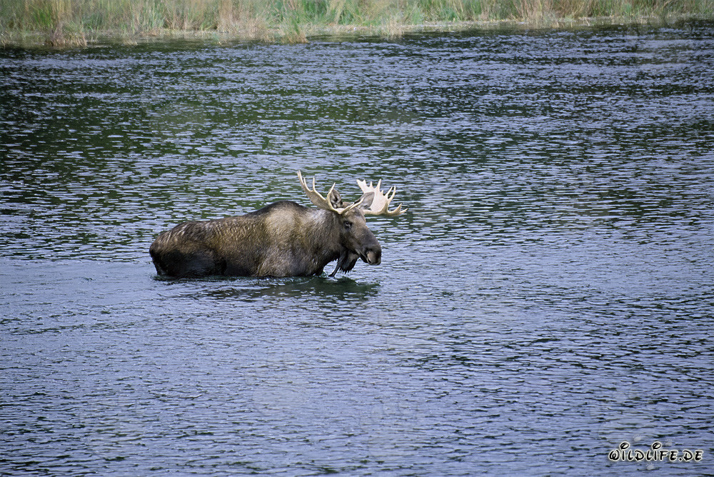 Majestic Moose in Clear River Water