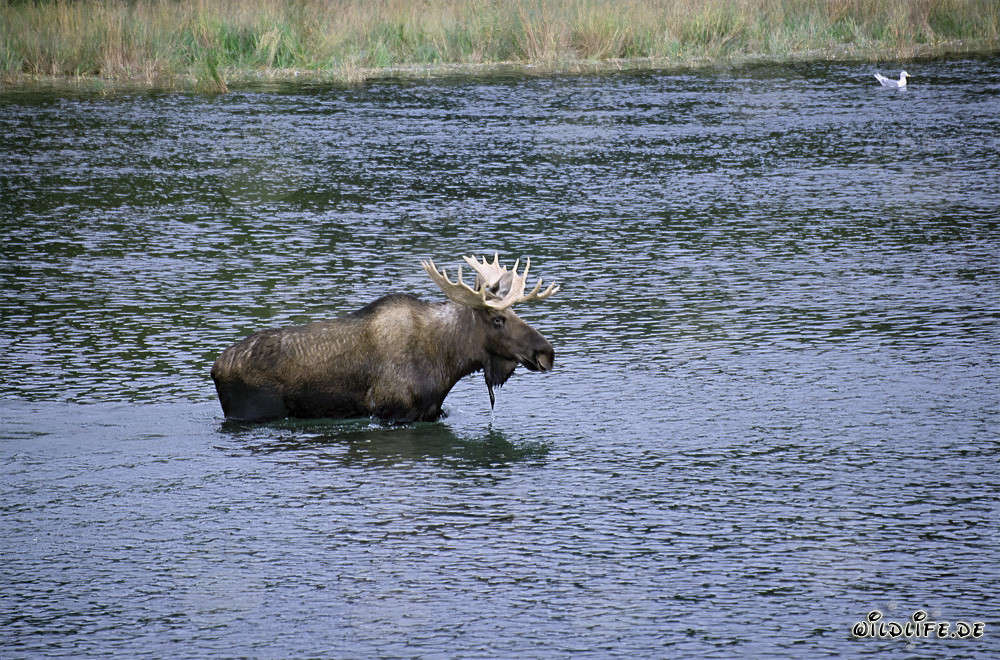 Élan majestueux traversant une rivière sauvage en Alaska