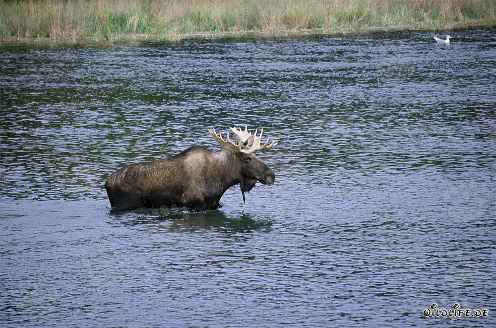 Majestätischer Elch überquert einen wilden Fluss in Alaska