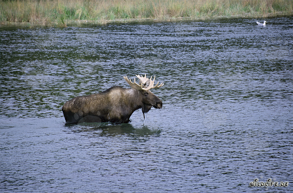 Majestic moose crossing a raging river in Alaska