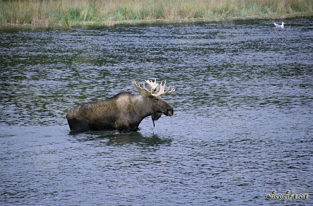 Majestoso alce che attraversa un fiume selvaggio in Alaska
