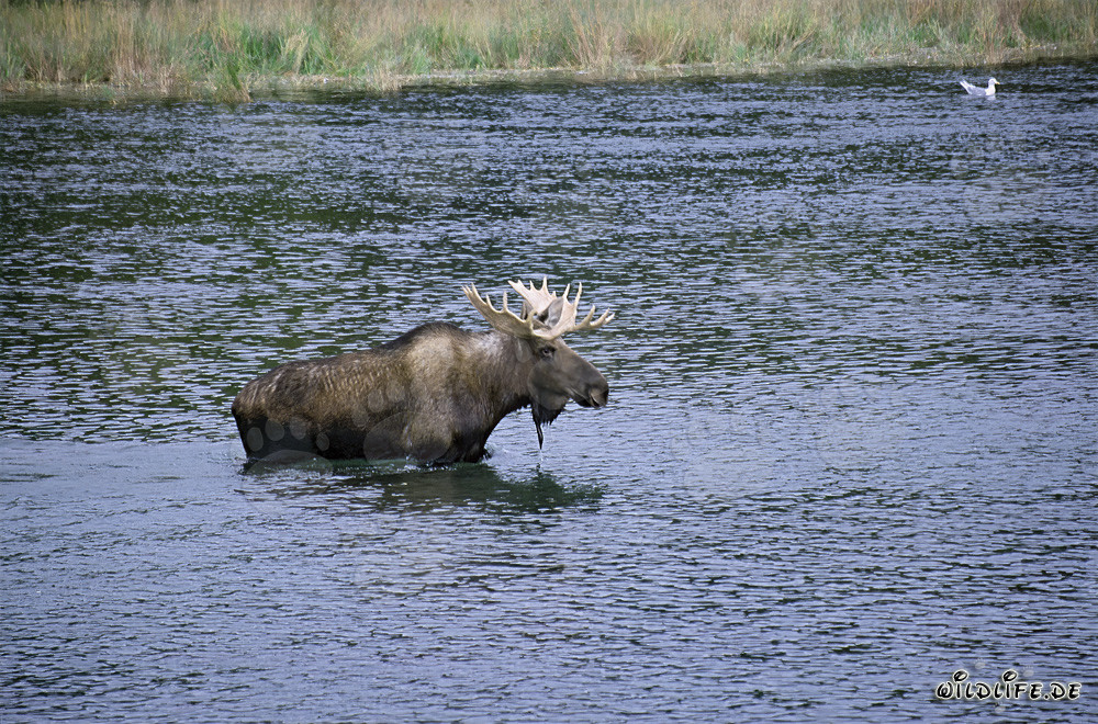 Majestuoso alce cruzando un río salvaje en Alaska