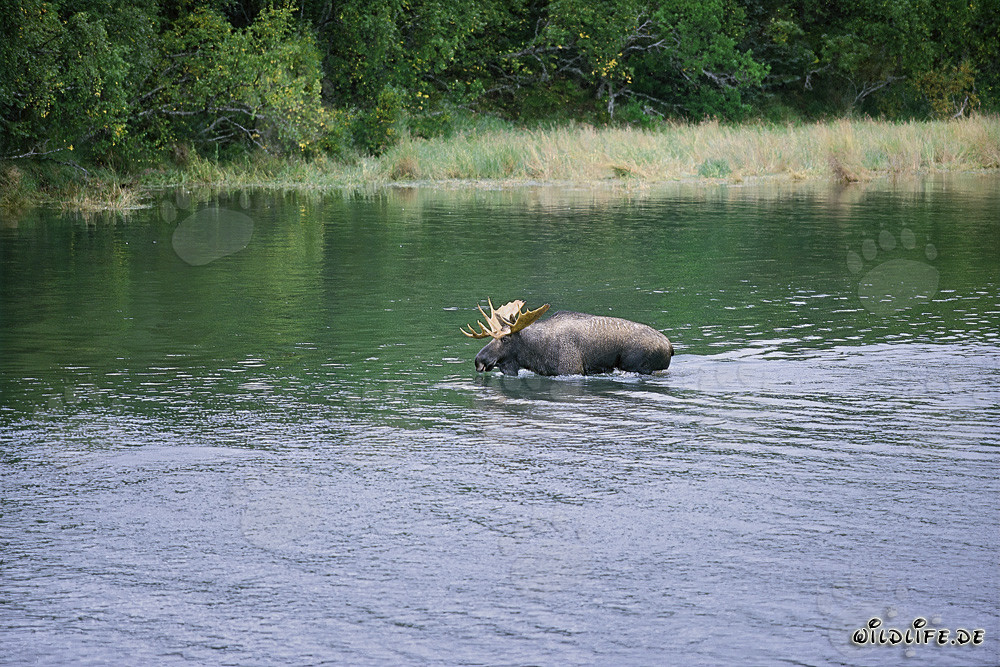 Alce majestuoso en aguas poco profundas - Fotografía de vida silvestre