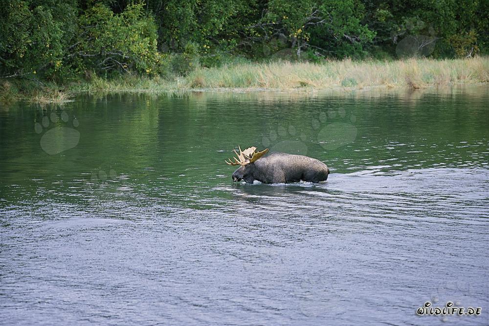 Alce maestoso in acque basse - Fotografia naturalistica