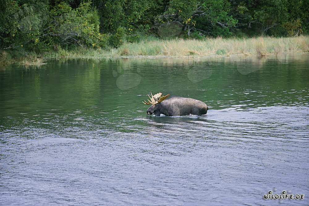 Élan majestueux dans l'eau peu profonde - Photographie animalière