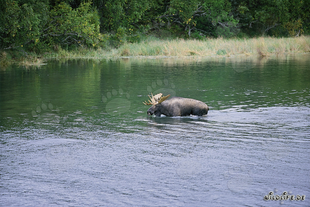 Majestätischer Elch im flachen Wasser - Wildlife Fotografie