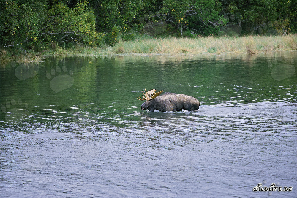 Majestic Moose in Shallow Water - Wildlife Photography