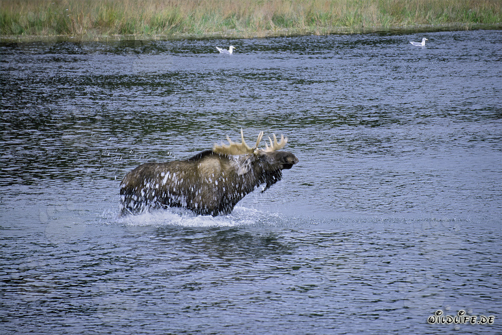 Imposanter Elch schüttelt sich im Fluss ab