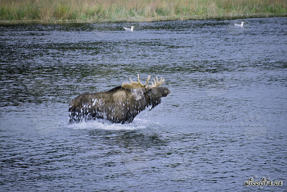 Impressionnant élan secouant dans la rivière