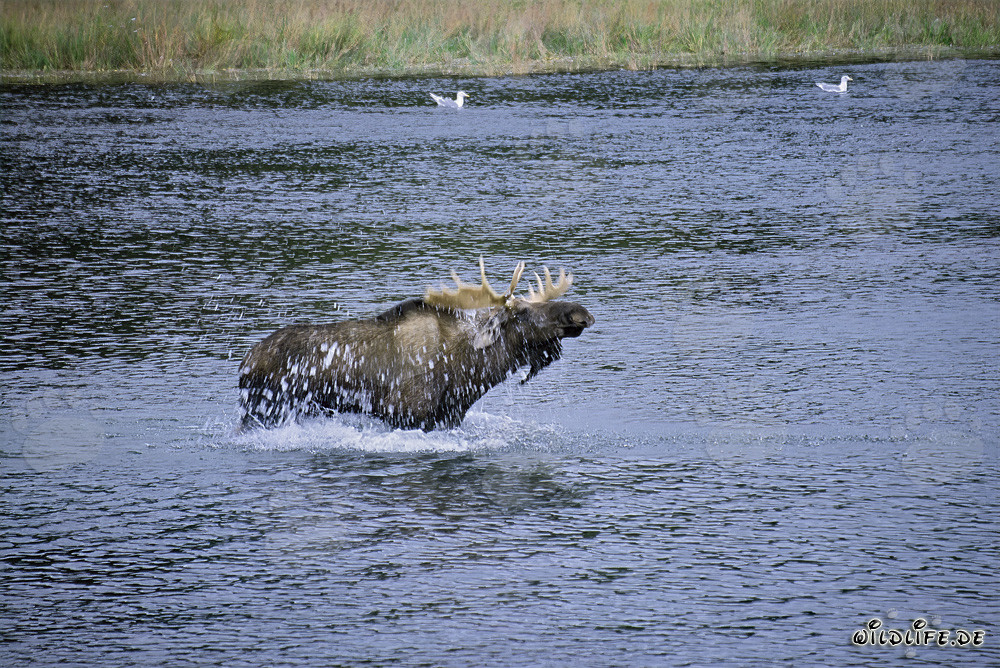 Majestic moose shaking off in the river