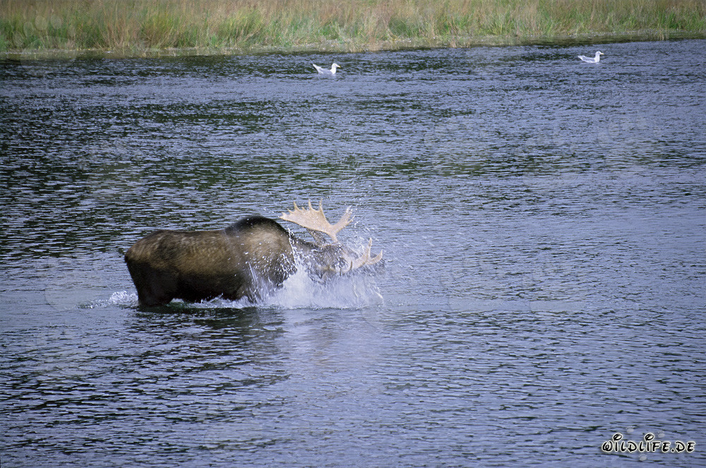 Élan imposant se secouant dans la rivière