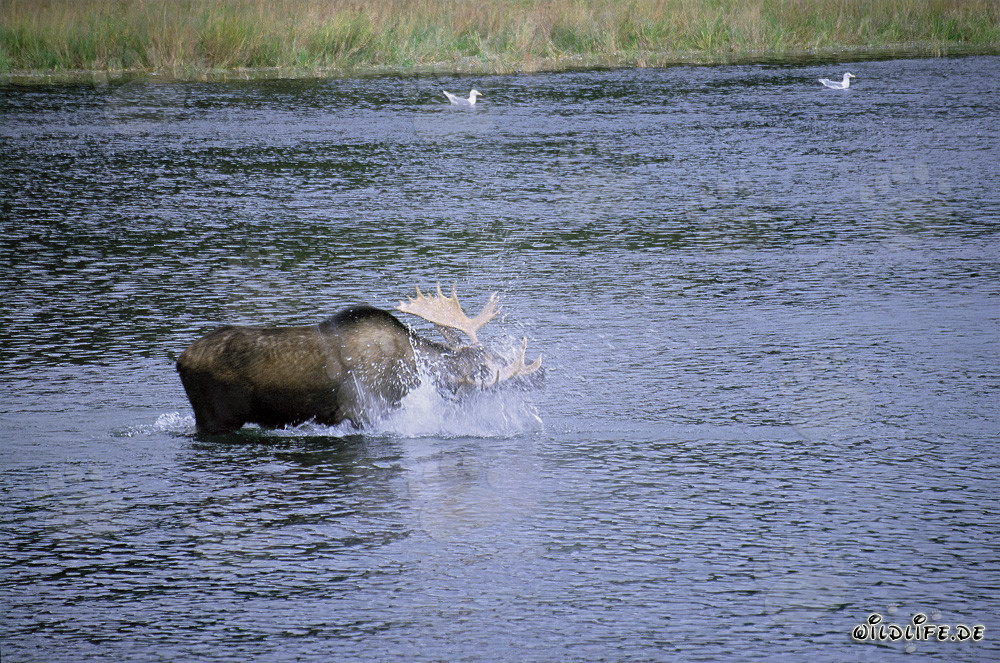 Imposanter Elch schüttelt sich im Fluss ab