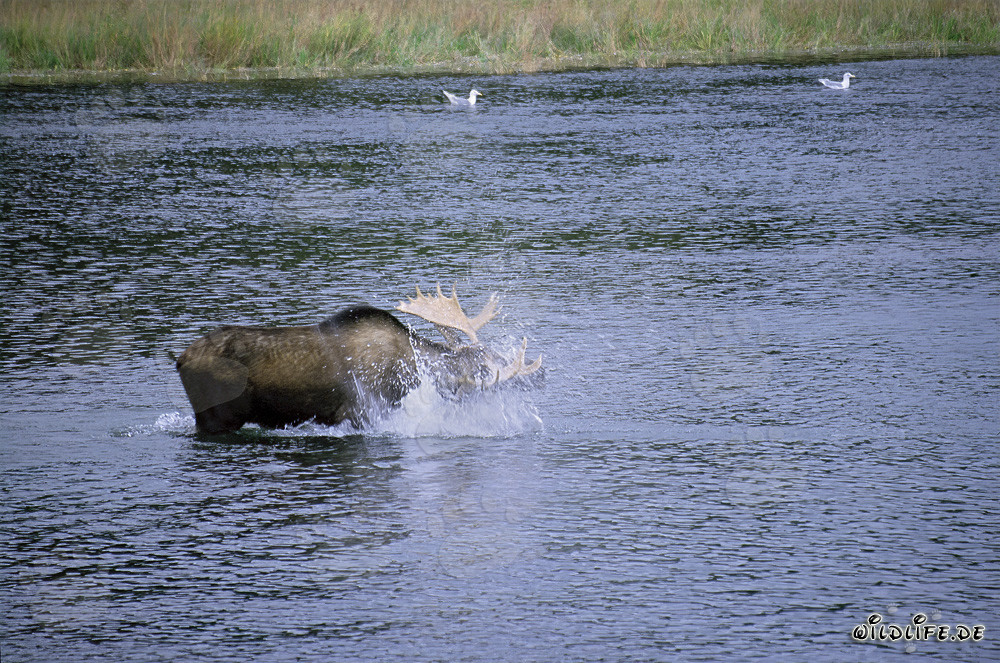 Majestic moose shaking off water in the river
