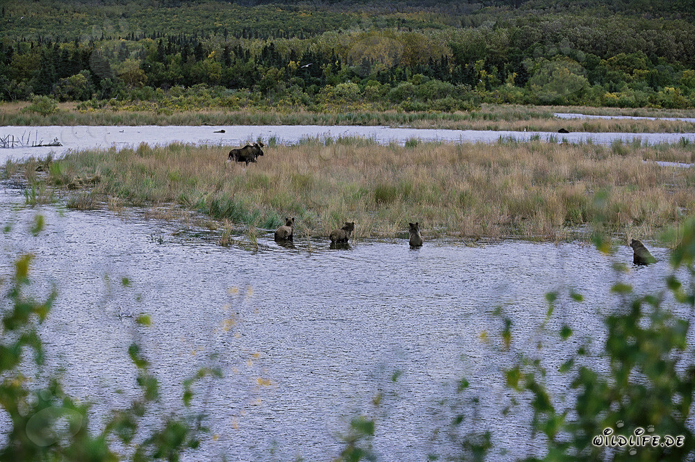 Faszinierende Begegnung zwischen Braunbären und Elch in Alaska