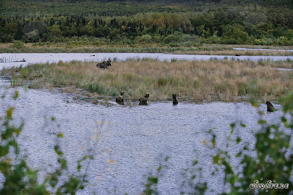 Brown bears and moose in fascinating encounter