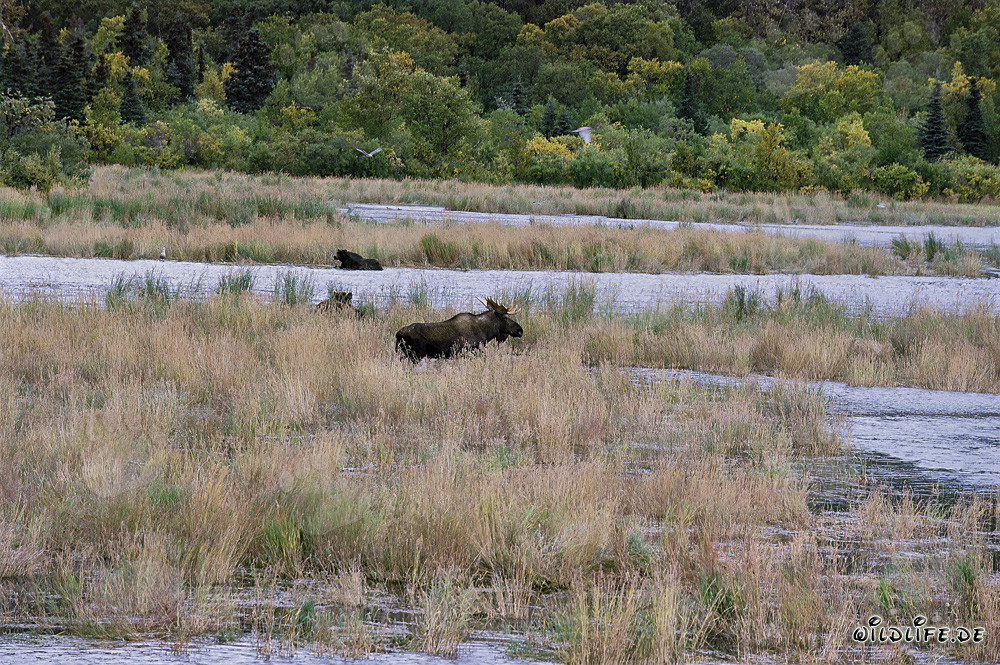 L'alce maestoso e gli imponenti orsi bruni in Alaska