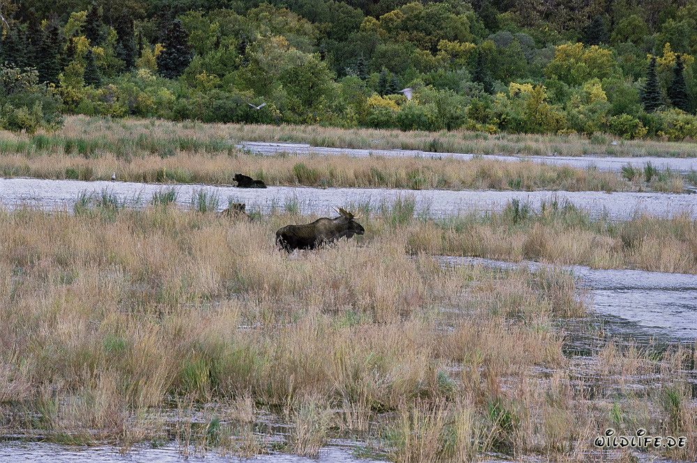 The majestic moose and the impressive brown bears in Alaska