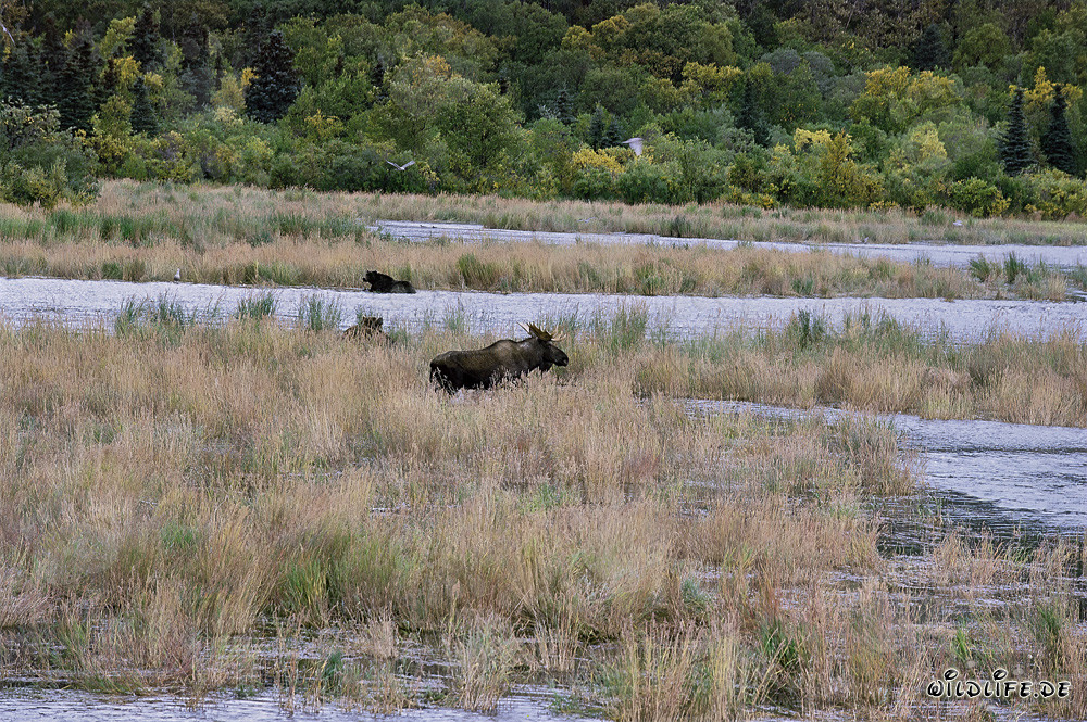 Der majestätische Elch und die imposanten Braunbären in Alaska