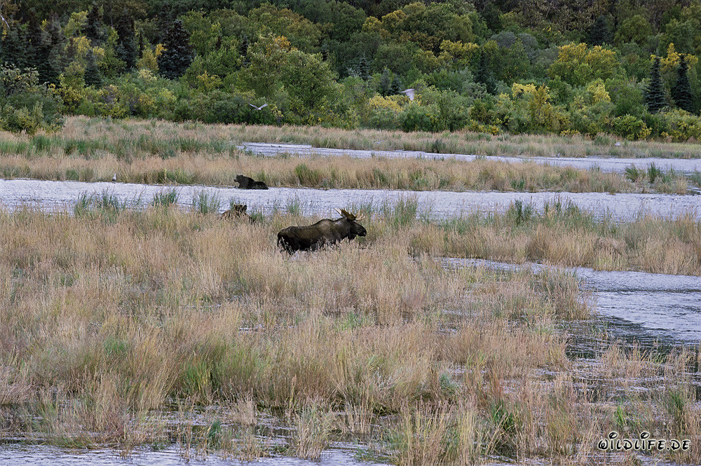 L'orignal majestueux et les impressionnants ours bruns en Alaska