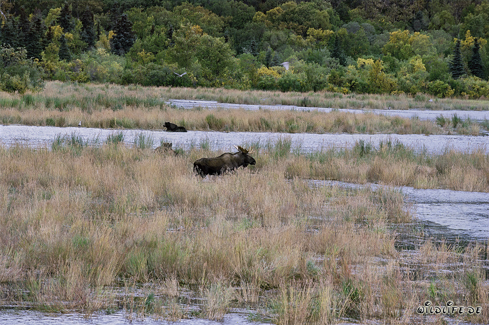 El majestuoso alce y los impresionantes osos pardos en Alaska