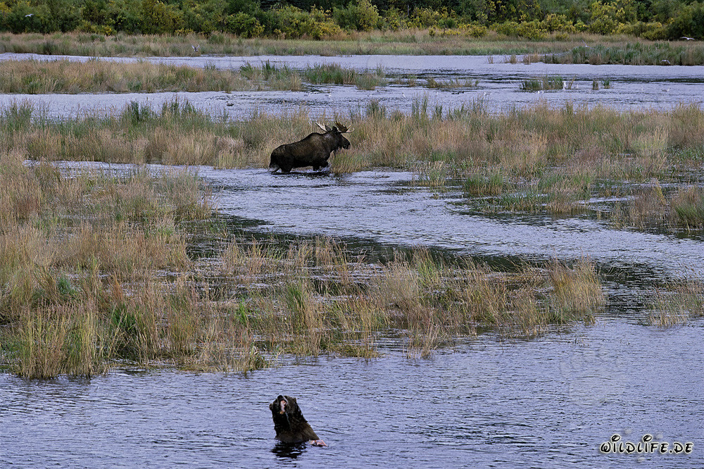 Impresionante alce observado en un paisaje fluvial pintoresco por un oso pardo