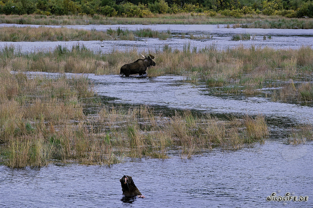 Impressionnant élan observé dans un paysage fluvial pittoresque par un ours brun