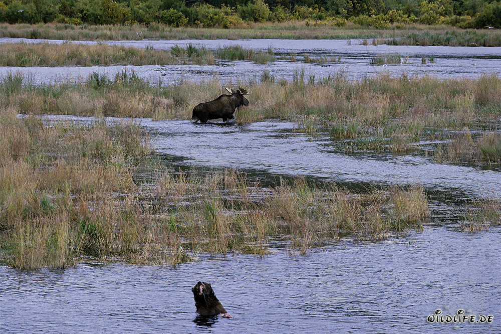 Imposanter Elch in malerischer Flußlandschaft beobachtet von Braunbär
