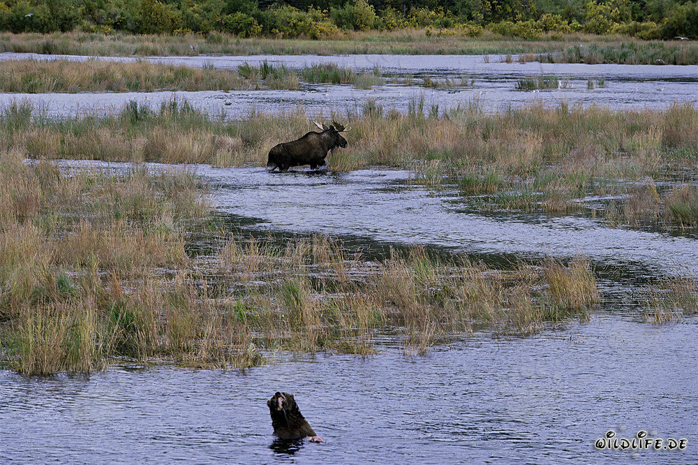 Impressive Moose in Picturesque River Landscape Observed by Brown Bear