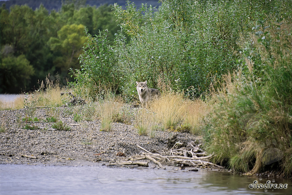 Loups sauvages découverts dans l'arrière-pays préservé de Katmai